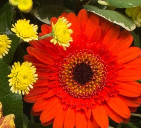 The casket spray hot spice