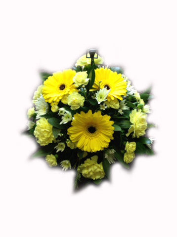 The Bright Eyed Posy